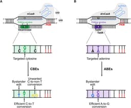 Designing gRNAs for base editing: hitting the right editing window