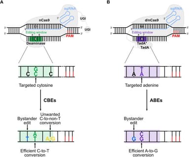Designing gRNAs for base editing: hitting the right editing window