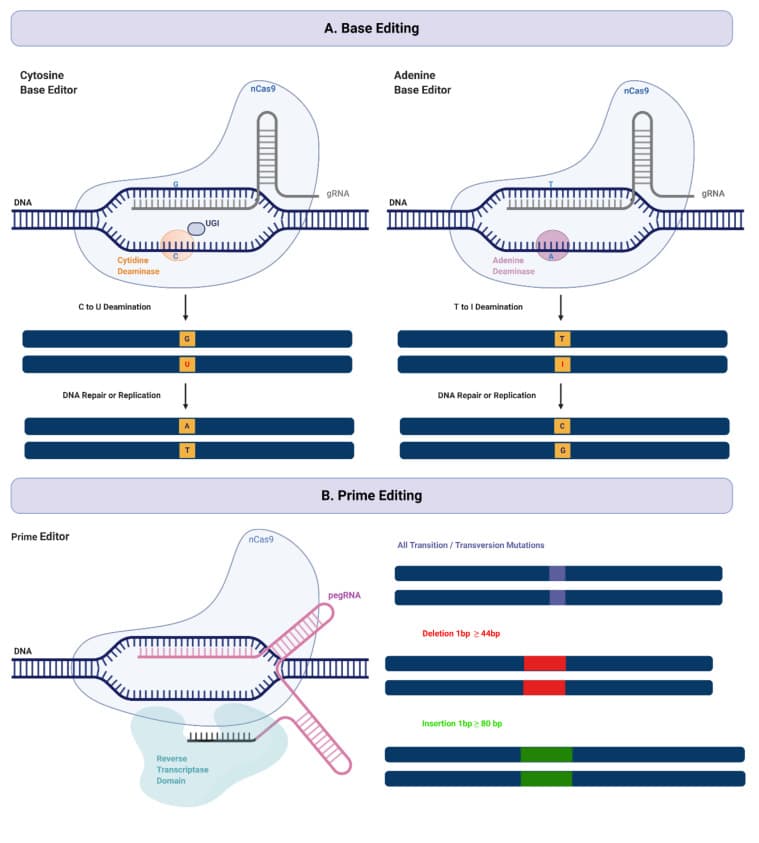 CBE and ABE base editing mechanism showing nCas9, deaminase components, and editing window