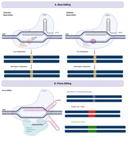 Base editing explained: making precise changes without cutting DNA