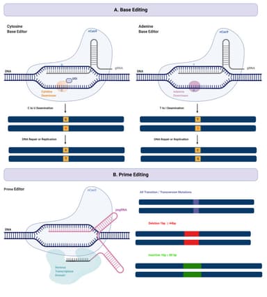 Base editing explained: making precise changes without cutting DNA