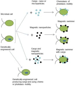 What are cyborg cells? How scientists are merging living cells with electronics and nanomaterials