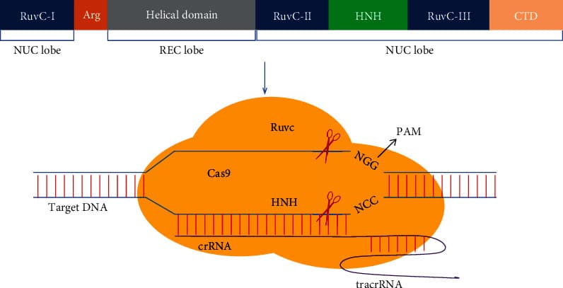 Diagram of the Cas9 protein structure and its interaction with the sgRNA and target DNA double helix, showing the REC and NUC lobes and their functional domains