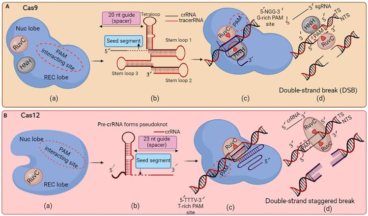 Side-by-side comparison of Cas9 and Cas12a showing protein domains, guide RNA structure, PAM sequence and position, and DNA cut geometry