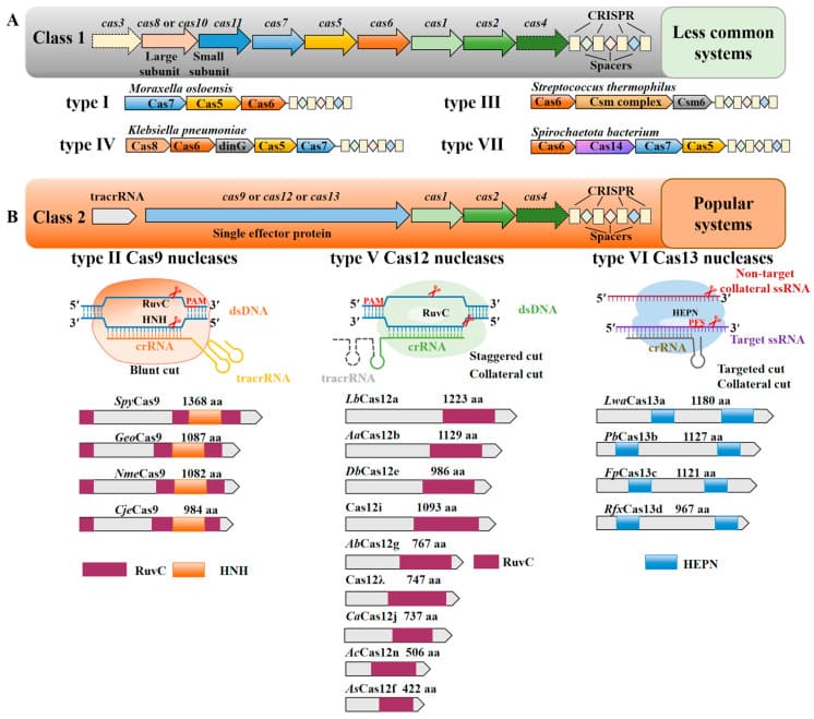 Schematic comparison of Class 2 CRISPR systems — Type II Cas9 with sgRNA (tracrRNA + crRNA) versus Type V Cas12 with crRNA only, showing staggered cut and collateral cleavage