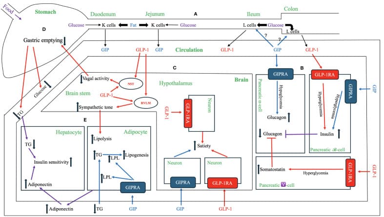 GLP-1 and GIP physiological actions across tissues