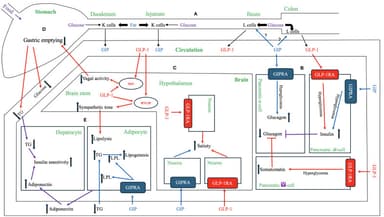 What is GLP-1? The biology behind Ozempic, Wegovy, and Mounjaro