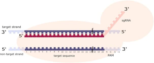 Schematic of the CRISPR-Cas9 system showing the Cas9 protein in complex with sgRNA (gRNA domain and tracrRNA scaffold) paired with target DNA and PAM sequence