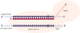 What makes a good gRNA: Cas9 and Cas12a guide design principles