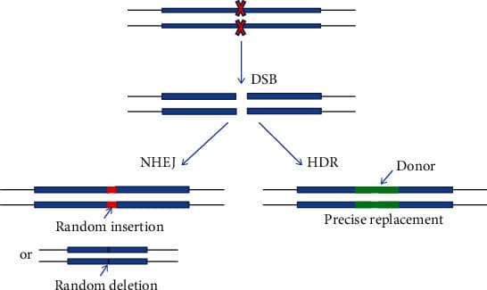 Schematic comparing NHEJ and HDR repair pathways after a CRISPR-Cas9 double-strand break, showing indel formation via NHEJ and precise sequence insertion via HDR with a donor template