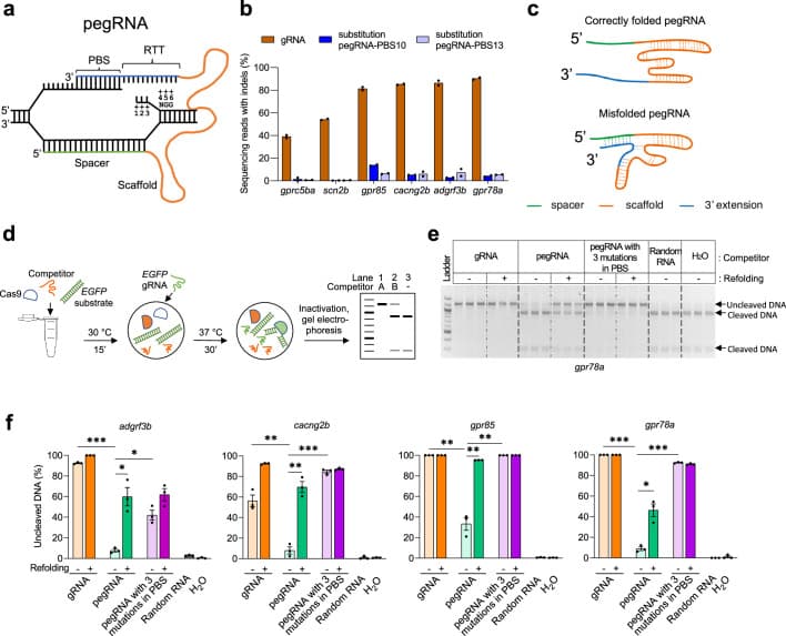 pegRNA components: spacer, scaffold, RT template, and primer binding site labelled on a structural diagram