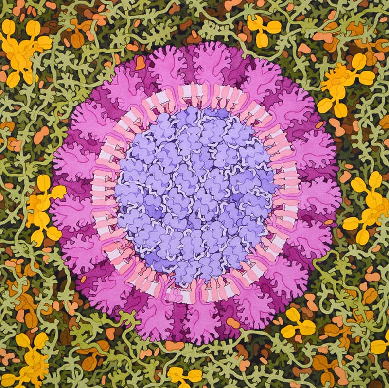 David Goodsell's watercolor-style molecular landscape of a coronavirus, showing spike proteins, membrane, and surrounding antibodies — the artistic tradition that inspired CellPAINT