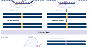 Prime editing: how it works and when to use it over Cas9