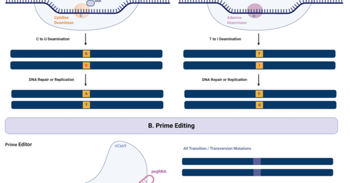 Prime editing mechanism showing nCas9-RT, pegRNA structure, and editing steps
