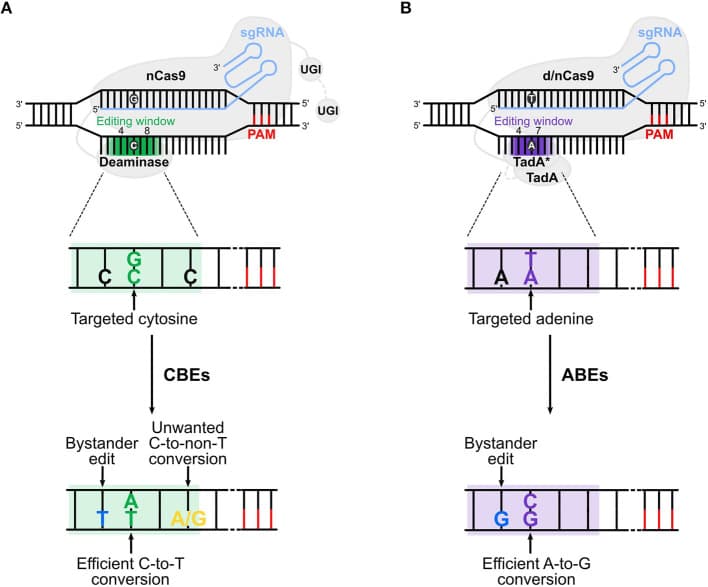 Diagram showing CBE editing window (positions 4–8) and ABE editing window (positions 4–7) on a labeled 20-nt protospacer, with the active window highlighted in green