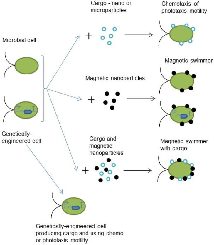 Schematic showing how microbial cells are combined with nanoparticles to make biohybrid cell designs