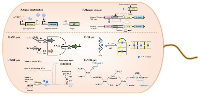 Schematic of six gene circuit types inside a bacterium: signal amplification, AND, OR, NOT, NOR gates, and memory element