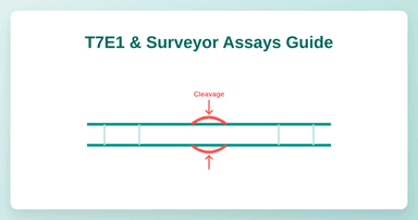 T7E1 and Surveyor assays: how they work, their limits, and how to interpret results